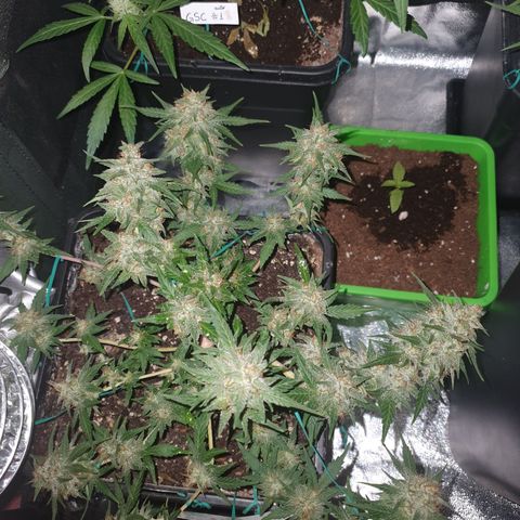 Sugar Black Rose F1 growlog timeline photo