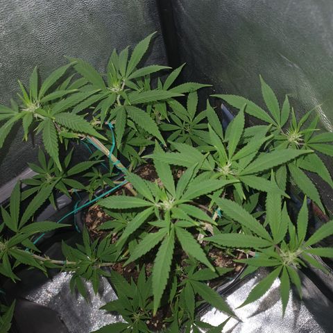 The new F1 growlog timeline photo