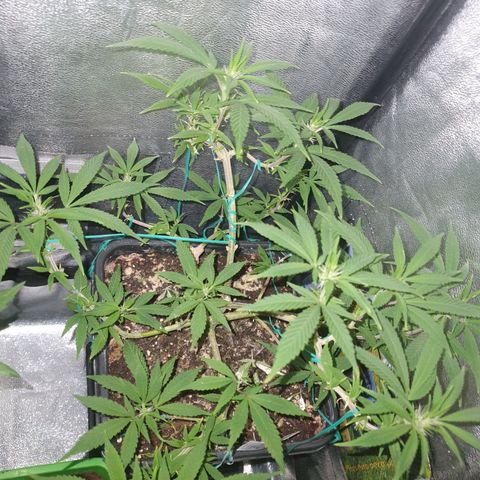 The new F1 growlog timeline photo