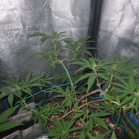The new F1 growlog timeline photo