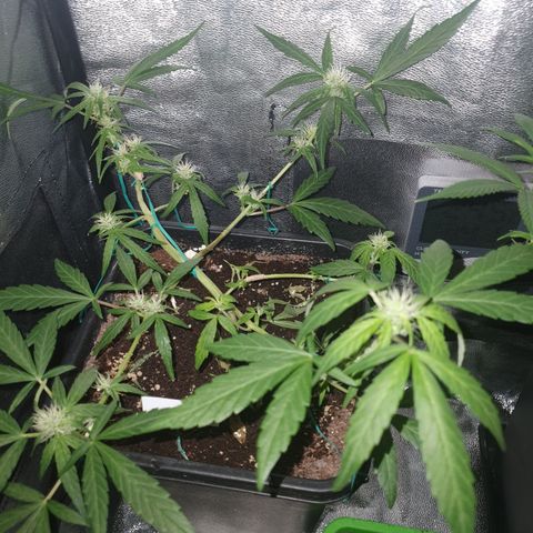 GSC AUTO SEEDSTOCKERS 1 growlog timeline photo