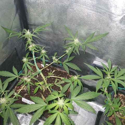 GSC AUTO SEEDSTOCKERS 1 growlog timeline photo