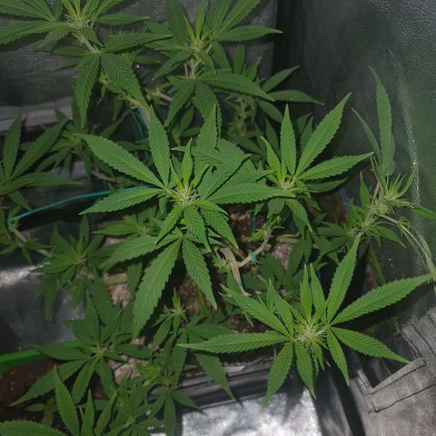 The new F1 growlog photo: Esta en perfectas condiciones y en fase inicial de floración 