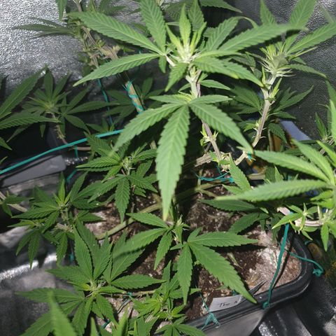 The new F1 growlog photo: Esta en perfectas condiciones y en fase inicial de floración 