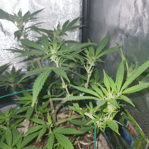The new F1 growlog photo: Esta en perfectas condiciones y en fase inicial de floración 