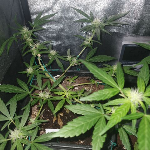 GSC AUTO SEEDSTOCKERS 1 growlog photo: Crece rápidamente y está generando bastante resina