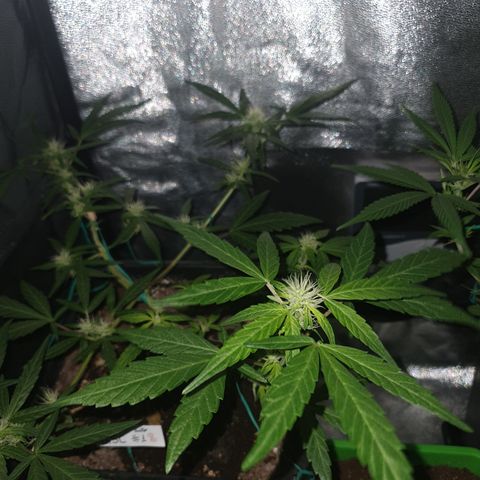 GSC AUTO SEEDSTOCKERS 1 growlog photo: Crece rápidamente y está generando bastante resina