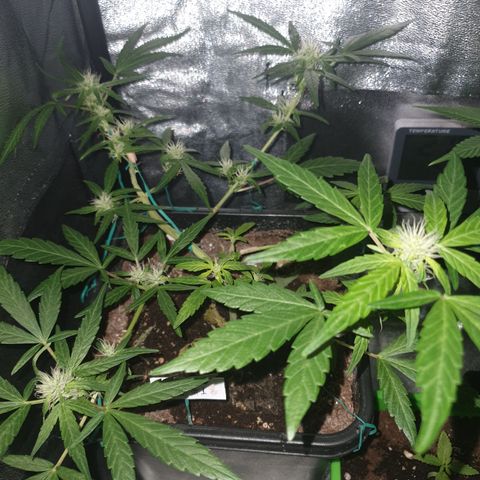 GSC AUTO SEEDSTOCKERS 1 growlog photo: Crece rápidamente y está generando bastante resina