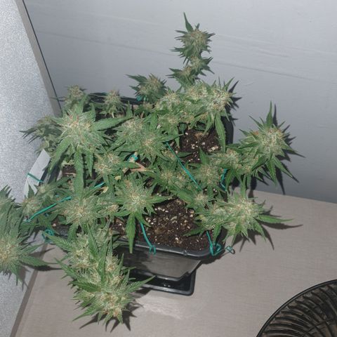 Sugar Black Rose F1 growlog timeline photo