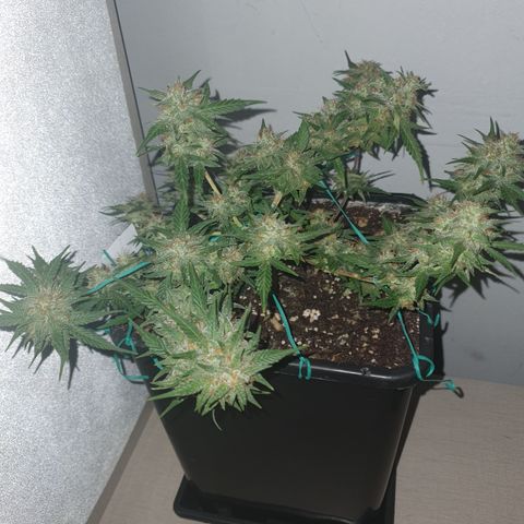 Sugar Black Rose F1 growlog timeline photo