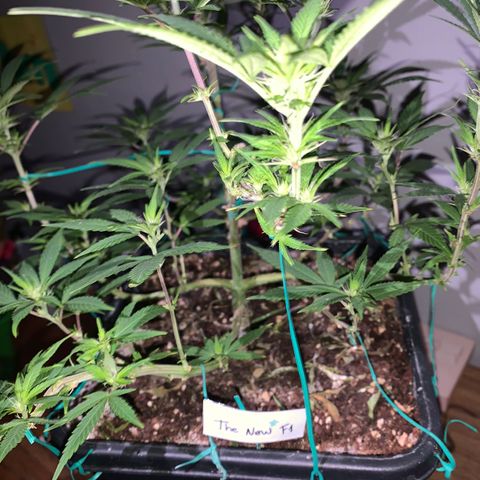 The new F1 growlog timeline photo