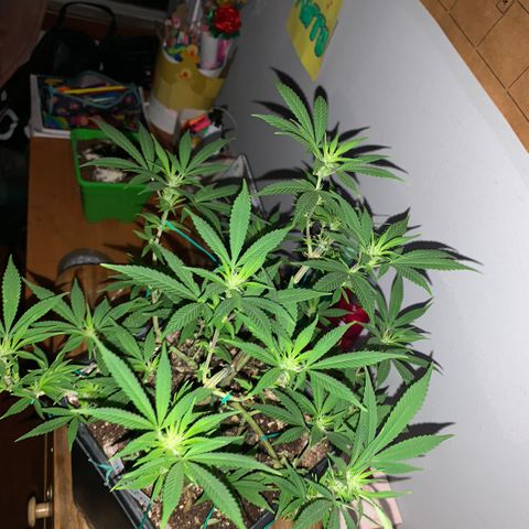 The new F1 growlog timeline photo