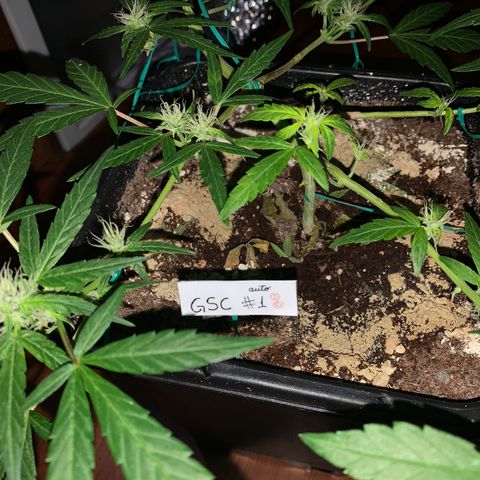 GSC AUTO SEEDSTOCKERS 1 growlog timeline photo