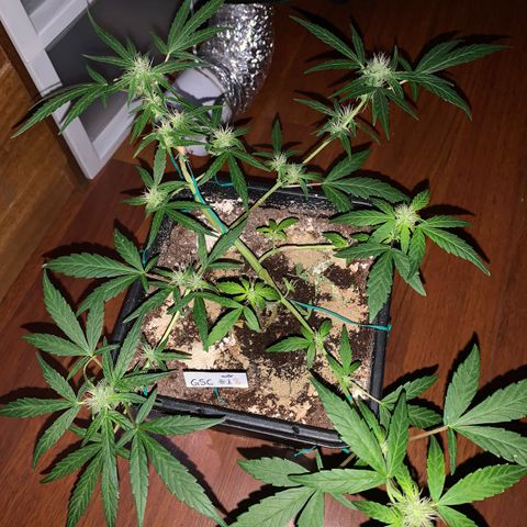 GSC AUTO SEEDSTOCKERS 1 growlog timeline photo