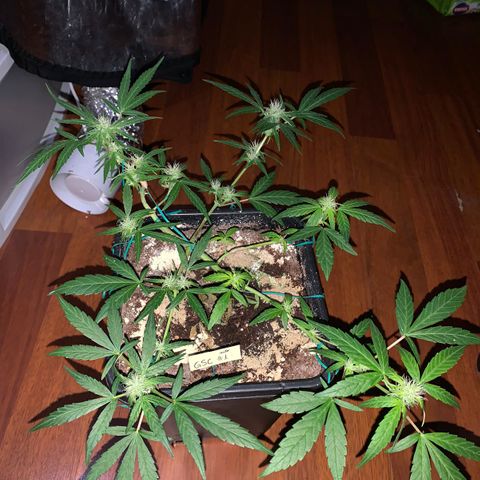 GSC AUTO SEEDSTOCKERS 1 growlog timeline photo