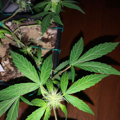 GSC AUTO SEEDSTOCKERS 1 growlog timeline photo