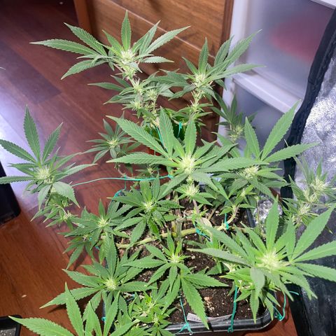 The new F1 growlog photo: Segunda semana de floración y está en perfectas condiciones 