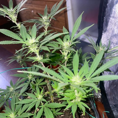 The new F1 growlog photo: Segunda semana de floración y está en perfectas condiciones 