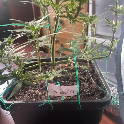 The new F1 growlog photo: Segunda semana de floración y está en perfectas condiciones 