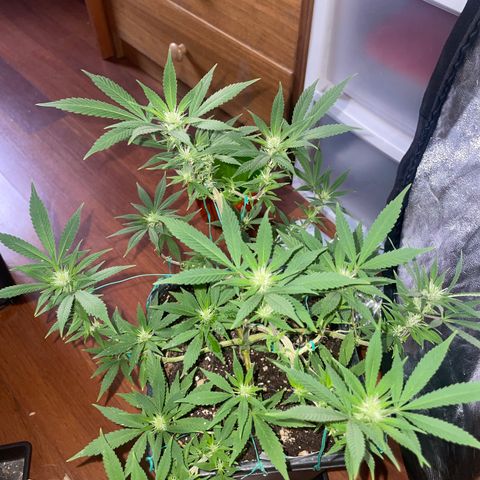 The new F1 growlog photo: Segunda semana de floración y está en perfectas condiciones 