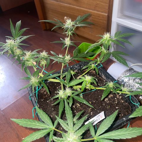 GSC AUTO SEEDSTOCKERS 1 growlog photo: Creciendo con normalidad 
Resina y olor en aumento 