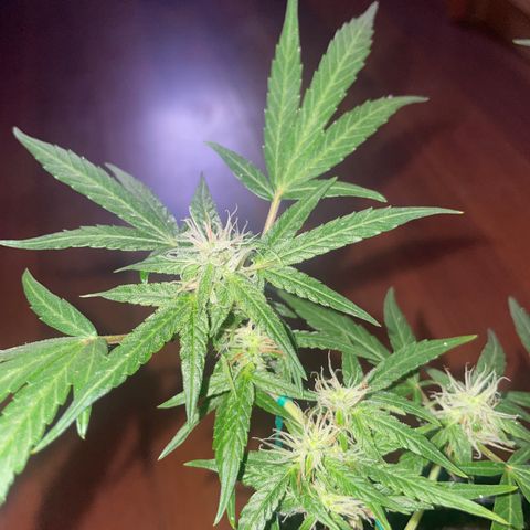 GSC AUTO SEEDSTOCKERS 1 growlog photo: Creciendo con normalidad 
Resina y olor en aumento 