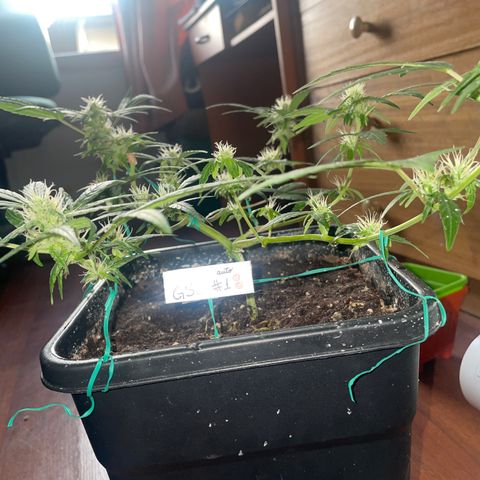 GSC AUTO SEEDSTOCKERS 1 growlog photo: Creciendo con normalidad 
Resina y olor en aumento 