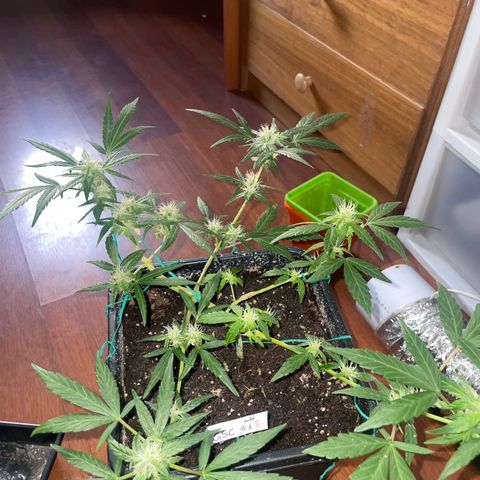 GSC AUTO SEEDSTOCKERS 1 growlog photo: Creciendo con normalidad 
Resina y olor en aumento 