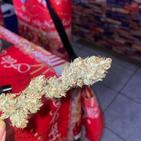 Sugar Black Rose F1 growlog photo: Gran cantidad de resina y olor muy fuerte 
Cada día se ven mejor 