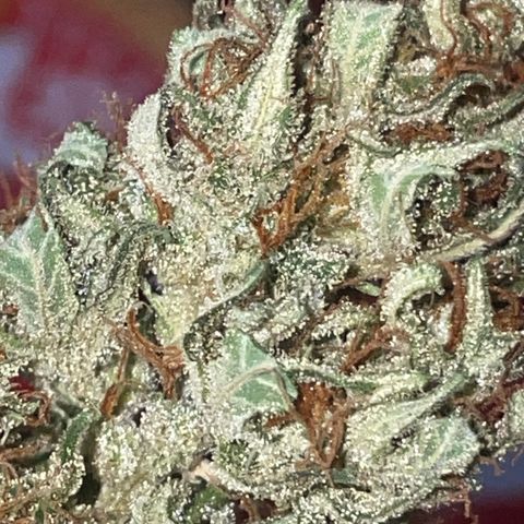 Sugar Black Rose F1 growlog photo: Gran cantidad de resina y olor muy fuerte 
Cada día se ven mejor 