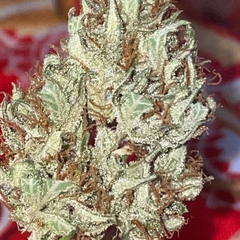 Sugar Black Rose F1 growlog photo: Gran cantidad de resina y olor muy fuerte 
Cada día se ven mejor 