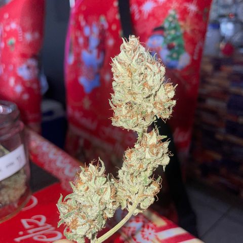 Sugar Black Rose F1 growlog photo: Gran cantidad de resina y olor muy fuerte 
Cada día se ven mejor 