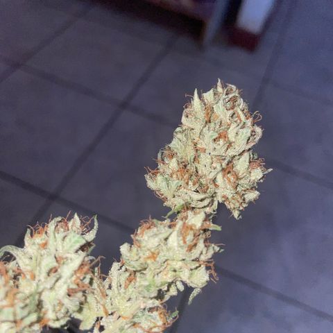 Sugar Black Rose F1 growlog photo: Gran cantidad de resina y olor muy fuerte 
Cada día se ven mejor 