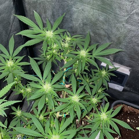 The new F1 growlog photo: Mas aparición de pistilos 
Planta en perfecto estado 