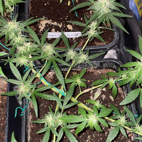 GSC AUTO SEEDSTOCKERS 1 growlog photo: Crece en perfectas condiciones 
Incremento de cantidad de resina y olor 