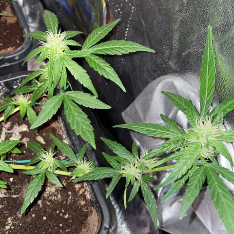 GSC AUTO SEEDSTOCKERS 1 growlog photo: Crece en perfectas condiciones 
Incremento de cantidad de resina y olor 