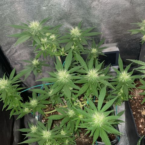 The new F1 growlog photo: Crece en perfectas condiciones 
Aumento de resina 
Siguen saliendo muchos pistilos blancos