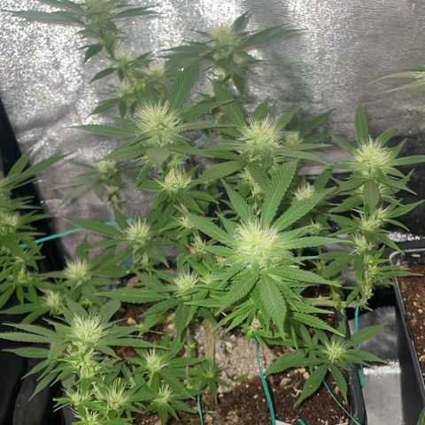 The new F1 growlog photo: Crece en perfectas condiciones 
Aumento de resina 
Siguen saliendo muchos pistilos blancos