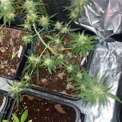 GSC AUTO SEEDSTOCKERS 1 growlog photo: Crece con normalidad 
Pistilos comenzando a cambiar de tonalidad
Olor dulce y potente 