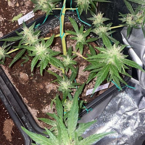 GSC AUTO SEEDSTOCKERS 1 growlog photo: Crece con normalidad 
Pistilos comenzando a cambiar de tonalidad
Olor dulce y potente 