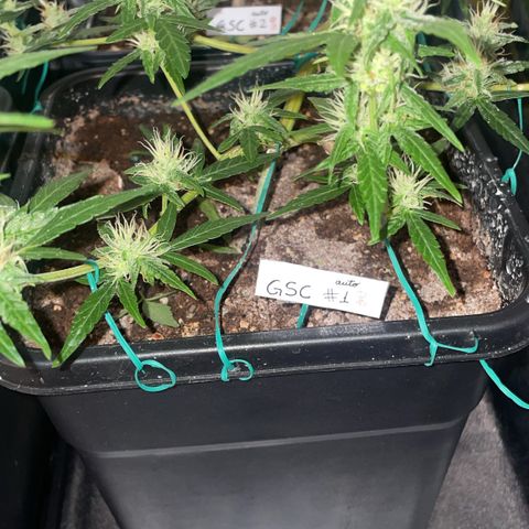 GSC AUTO SEEDSTOCKERS 1 growlog photo: Crece con normalidad 
Pistilos comenzando a cambiar de tonalidad
Olor dulce y potente 