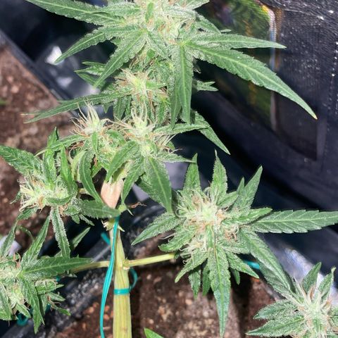 GSC AUTO SEEDSTOCKERS 1 growlog photo: Crece con normalidad 
Pistilos comenzando a cambiar de tonalidad
Olor dulce y potente 