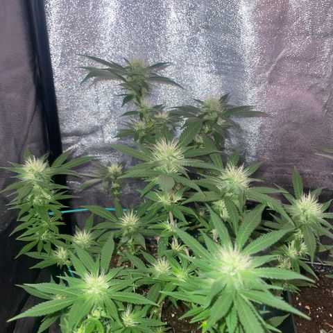 The new F1 growlog timeline photo