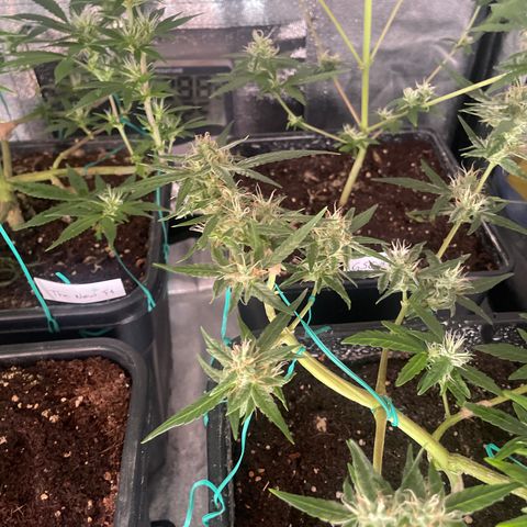 GSC AUTO SEEDSTOCKERS 1 growlog timeline photo