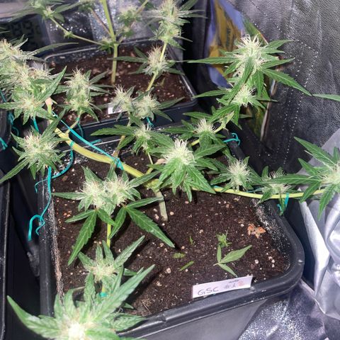 GSC AUTO SEEDSTOCKERS 1 growlog timeline photo