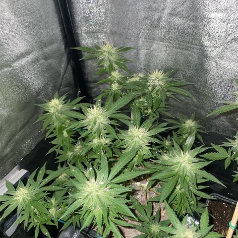 The new F1 growlog photo: Aumento de cantidad de resina y estigmas de color blanco
Planta en perfectas condiciones 
Aumento progresivo del olor 