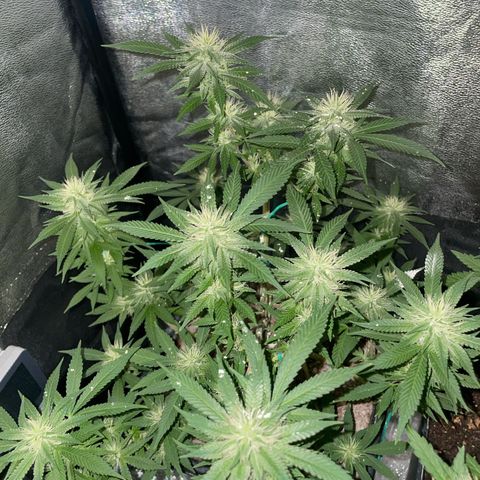 The new F1 growlog photo: Aumento de cantidad de resina y estigmas de color blanco
Planta en perfectas condiciones 
Aumento progresivo del olor 