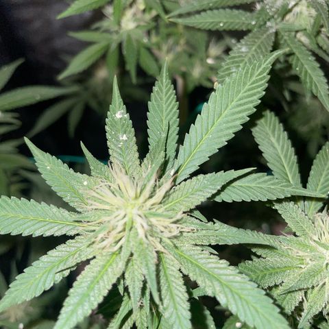 The new F1 growlog photo: Aumento de cantidad de resina y estigmas de color blanco
Planta en perfectas condiciones 
Aumento progresivo del olor 