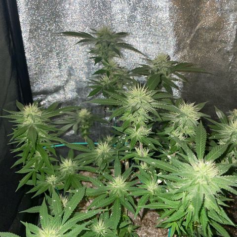 The new F1 growlog photo: Aumento de cantidad de resina y estigmas de color blanco
Planta en perfectas condiciones 
Aumento progresivo del olor 