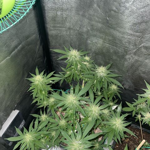 The new F1 growlog photo: Aumento de cantidad de resina y estigmas de color blanco
Planta en perfectas condiciones 
Aumento progresivo del olor 